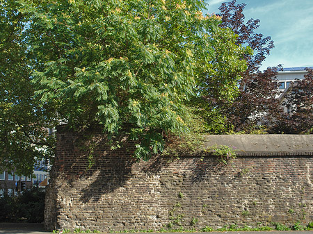 Burgmauer mit Busch Foto 