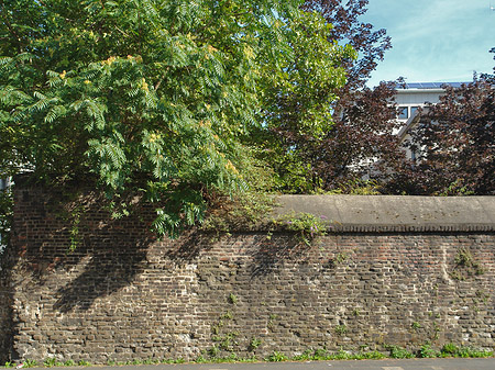 Foto Burgmauer mit Busch - Köln