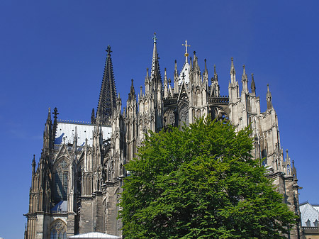 Kölner Dom mit Baum Fotos