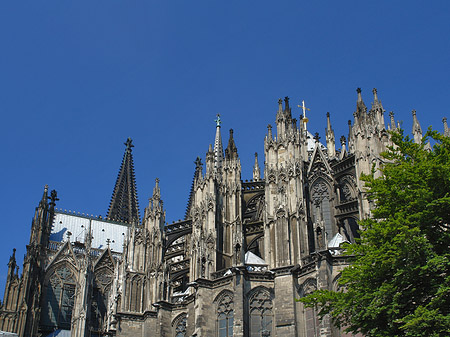 Fotos Kölner Dom mit Baum