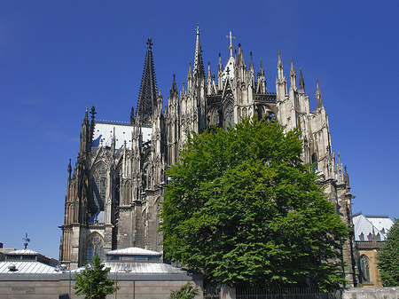Fotos Kölner Dom mit Baum
